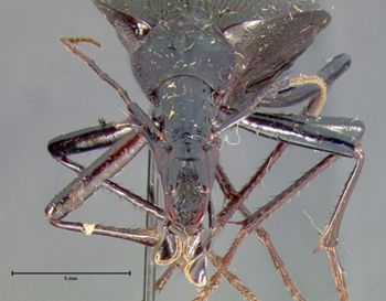 Media type: image;   Entomology 16430 Aspect: head frontal view